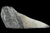 Partial Fossil Megalodon Tooth #84254-1